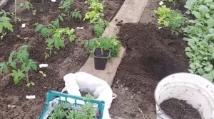 Что добавляла в лунку!? ❤️