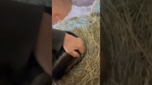 На даче. Песня на стихи Раисы Йилдырим