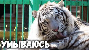 Белый тигр Амур умывается. Зоопарк на Лампушке