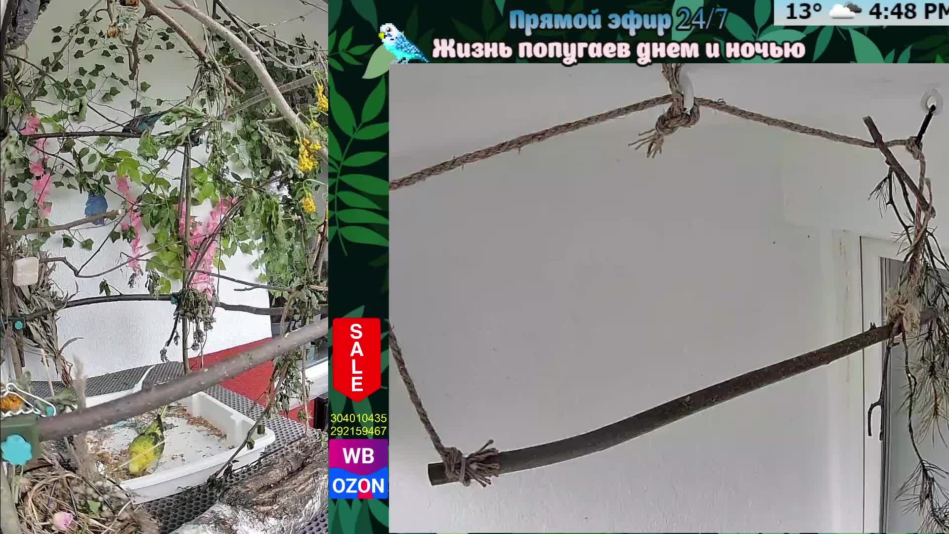 Волнистые попугаи 🦜🦜🦜 | авиарий на балконе📍