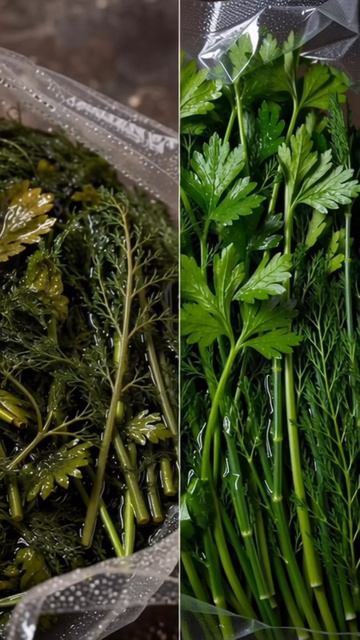 Вакуумирование зелени