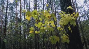 ВОЛШЕБНАЯ МУЗЫКА ДЛЯ ДУШИ