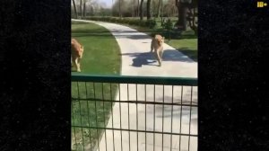 приколы