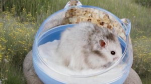Хомяк