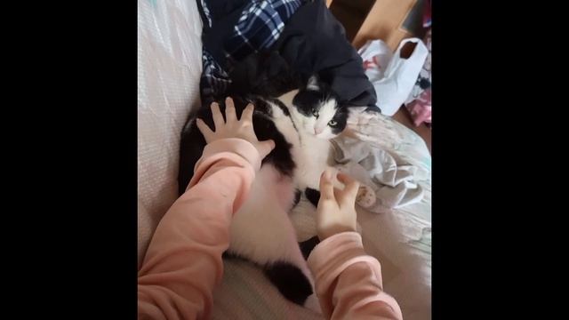 Ласковые коты.😺 Породы,и как их воспитывать.