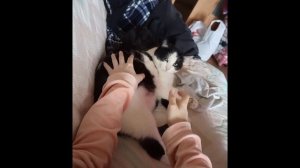 Ласковые коты.😺 Породы,и как их воспитывать.