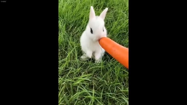 You Laugh You Lose 😹 Funniest Dogs and Cats 2024 😻😂