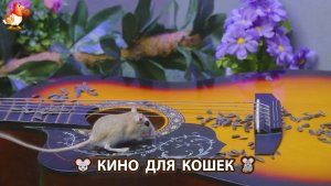Видео для кошек про крысок развлекать питомцев 🐭🐀😂 (525)