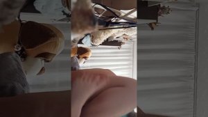 вторая часть семейка радужная.