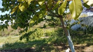 Работаю в саду с музыкой! Подарки от соседки! Юг России🌴.