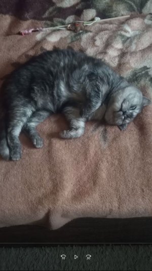 Снится погоня! 💨🐱