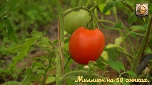Миллион на 50 сотках.