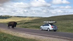 Африка удивительные случаи с животными.