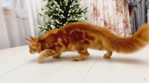 Мейн-куны (кошки, часть 1) на 32-й выставке кошек PCA 09-10 мая 2026г