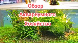 Обзор аквариумного хозяйства