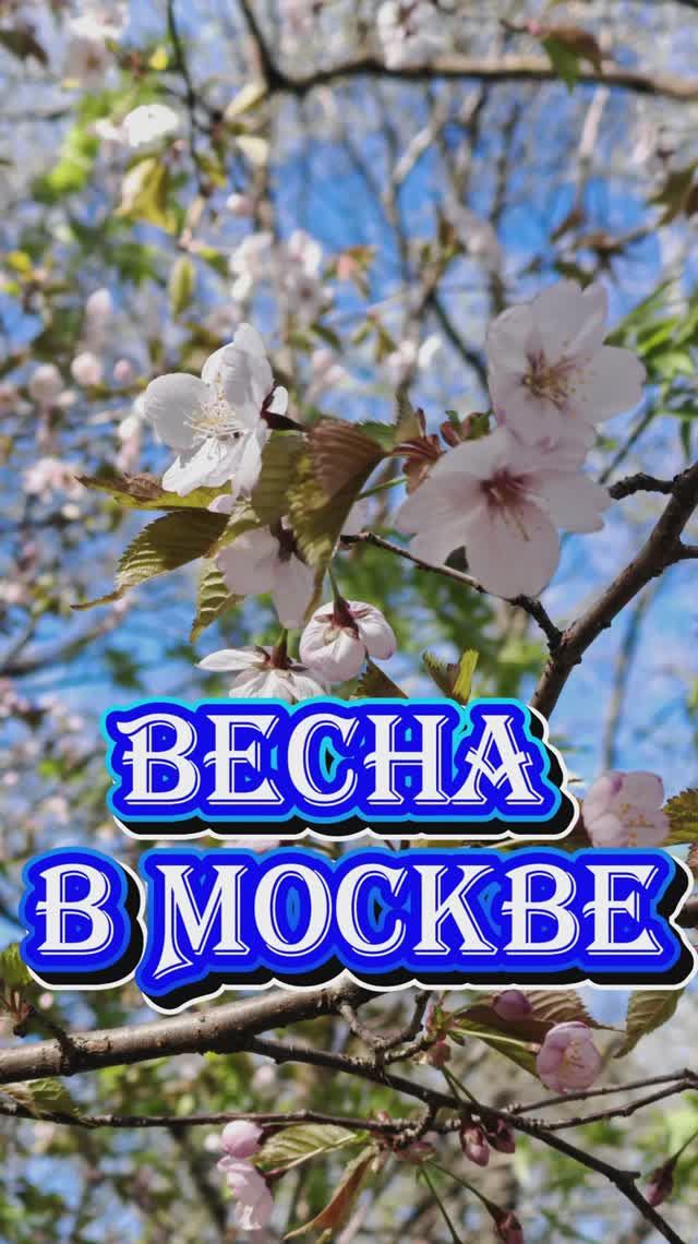 Весна в Москве (апрель 2026 в Японском саду)