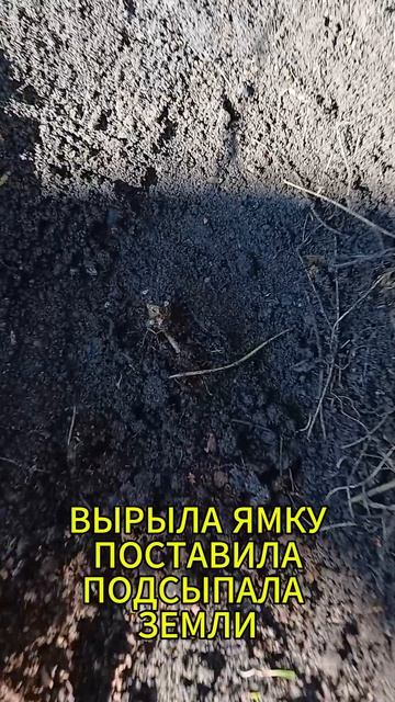 ПОСАДКА ПОСКОННИКА ПУРПУРНОГО