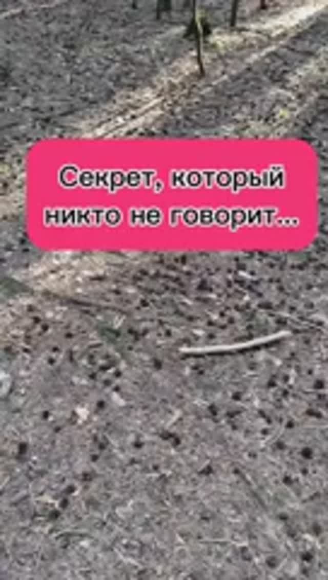 Секрет, который никто не говорит...