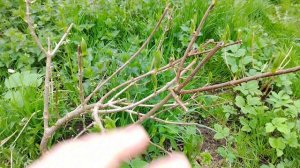 Мини обход по участку