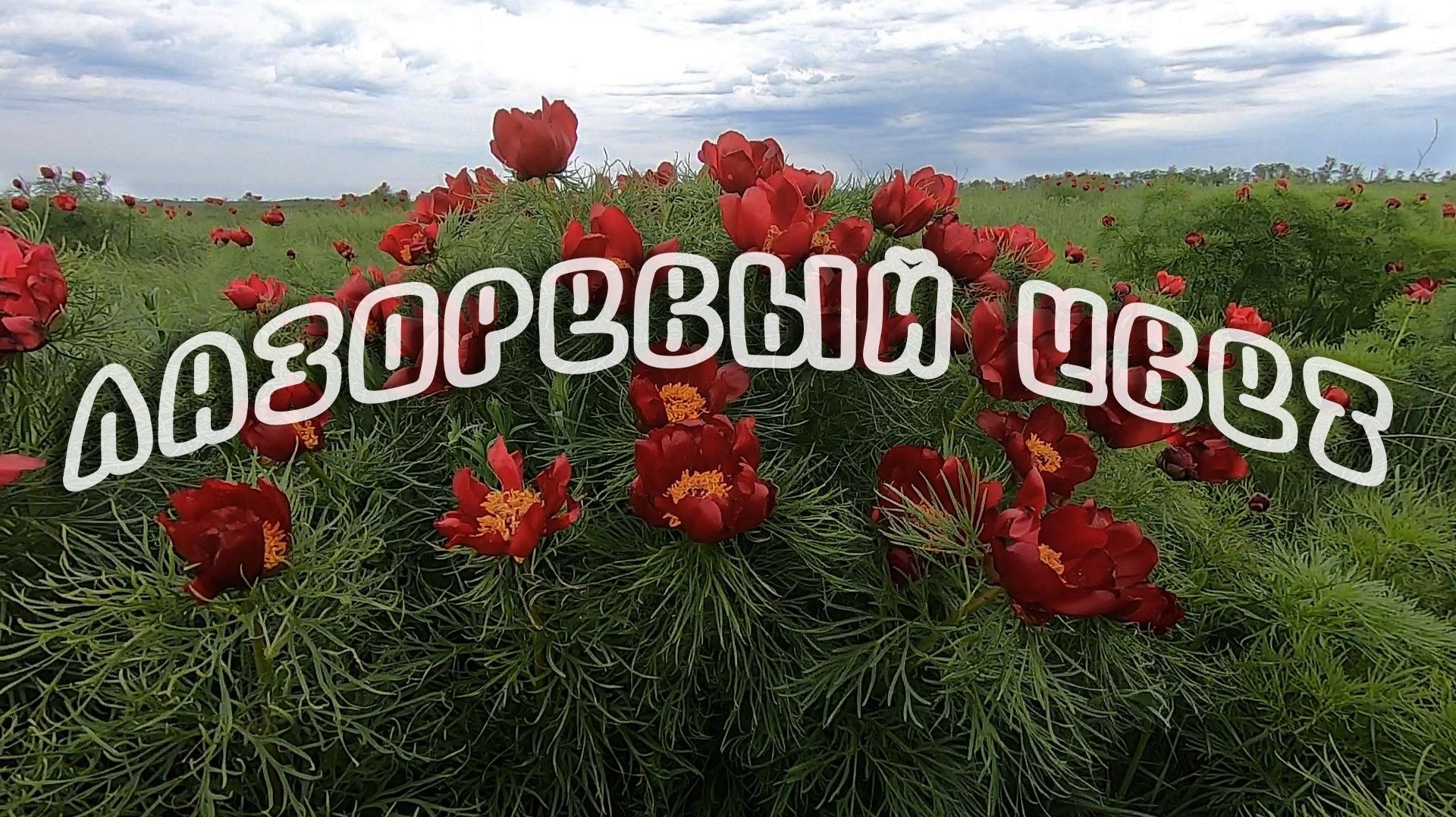 Лазоревый цвет смотреть онлайн