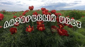 Лазоревый цвет