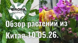 Распаковка и обзор растений из Китая 10.05.26.