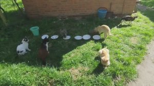 Котики набивают животики. 🥣😽🐱