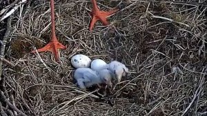 Завтрак в гнезде аистов. Не очень понятно, что там в меню, но птенцам нравится. Амурская область