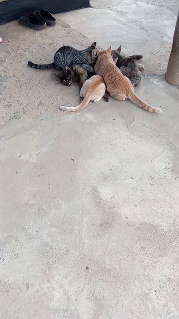 Коты