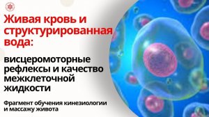 Живая кровь и структурированная вода: висцеромоторные рефлексы и качество межклеточной жидкости.