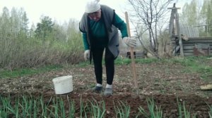 Посадила морковь на ленте. Пошёл дождь