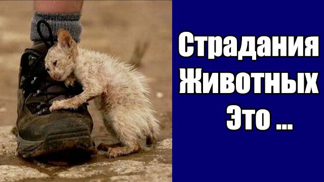 Питер Сингер: страдания животных — это ответственность человека | Полное интервью
