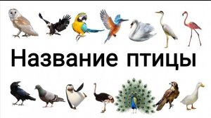 Название птицы | 20 названий для птиц для детей