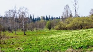Звенит тайга, как музыка живая