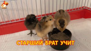 К суточным цыплятам подсадили старшего брата, чтобы он научил их кушать и пить