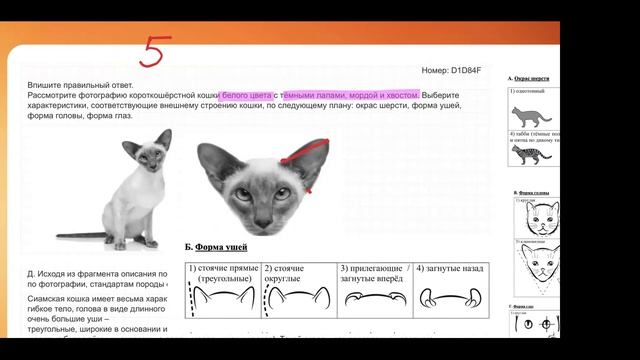 Задания 13 коты (экспресс)
