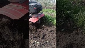 Культиватор с двигателем BRIGGS & STRATTON работает без нареканий уже 20 лет