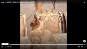 Бурмы (коты) на 32-й выставке кошек PCA 09-10 мая 2026г