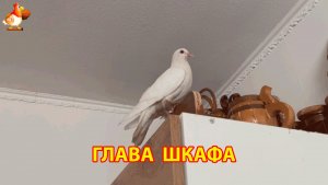 Белый голубь, который правит кухонным шкафом