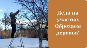 Дела на участке, обрезаем деревья!