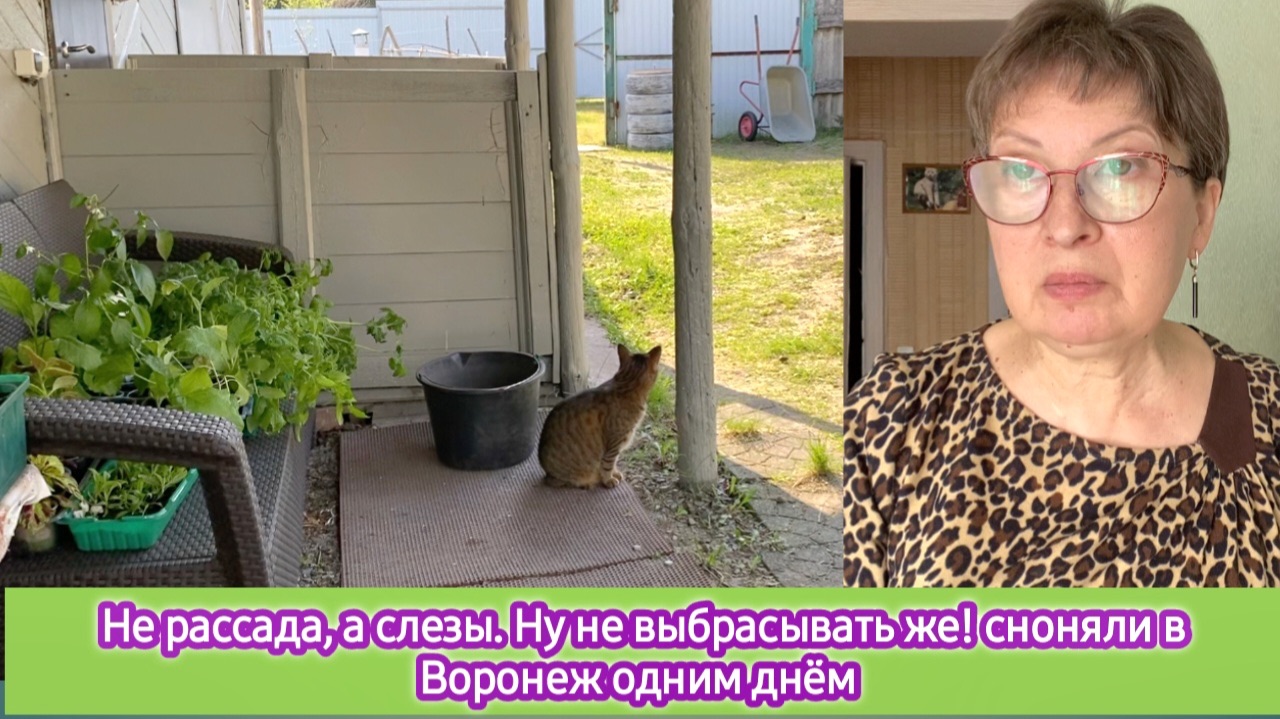 Не рассада, а слёзы! Ну не выбрасывать же! Сгоняли в Воронеж одним днём