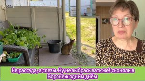 Не рассада, а слёзы! Ну не выбрасывать же! Сгоняли в Воронеж одним днём