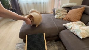 Бася учится пользоваться горочкой!