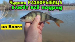 🔥РАЗНОРЫБИЦА: окунь, вобла, лещ, карась и краснопёрка попёрла! Рыбалка на Волге. Астрахань -2026