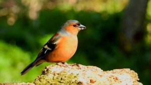 🌿 УСПОКАИВАЮЩИЕ ЗВУКИ ПРИРОДЫ 🐦 ПЕНИЕ ПТИЦ 🌊 ШУМ МОРЯ ☔️ ШУМ ДОЖДЯ ❄️ ЗВУК ВЬЮГИ 🔥 ЗВУК КОСТРА