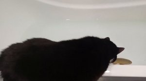 Кот и линь.