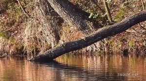 2026/5/7: Парочка куликов перевозчиков резвится над водной гладью Лесного пруда в 5:45 утра