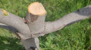 Формирование Грецкого Ореха и Дуба 🌳