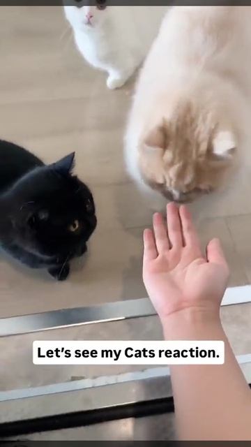 Котики тигры