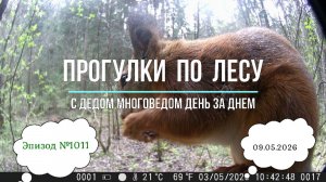 Прогулки по лесу. День за днем с дедом Многоведом. 9 мая 2026г. Эпизод 1011.